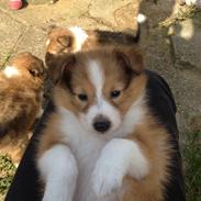 Shetland sheepdog Molly