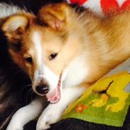 Shetland sheepdog Molly