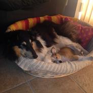 Shetland sheepdog Molly