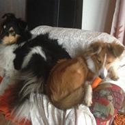 Shetland sheepdog Molly