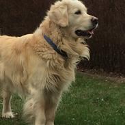 Golden retriever Baloo