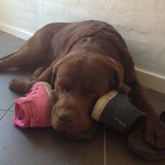 Labrador retriever Baloo