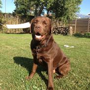 Labrador retriever Baloo