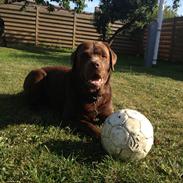 Labrador retriever Baloo