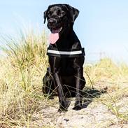 Labrador retriever Bamse