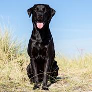 Labrador retriever Bamse