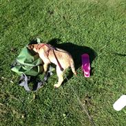 Border terrier fabi