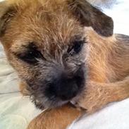 Border terrier fabi