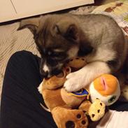 Siberian husky Bonzo