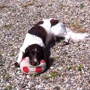 Kleiner münsterländer Silja