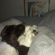 Kleiner münsterländer java