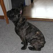 Fransk bulldog Kato Yasyo`s Chryse Ejner