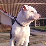 Olde english bulldogge AlCapone Morgan