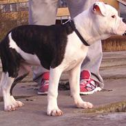 Olde english bulldogge AlCapone Morgan