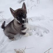 Siberian husky Bonzo