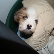 Blanding af racer Misla