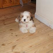 Blanding af racer Misla