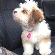 Blanding af racer Misla