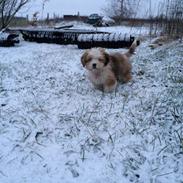 Blanding af racer Misla