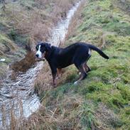 Grosser schweizer sennenhund Freja