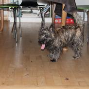 Cairn terrier Buster