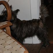 Cairn terrier Buster