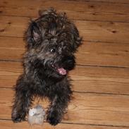 Cairn terrier Buster