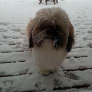 Shih tzu Baloo