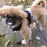 Pekingeser Django