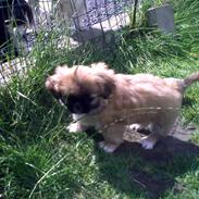 Pekingeser Django