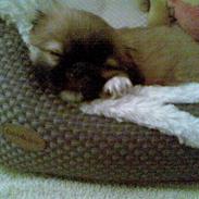 Pekingeser Django