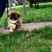 Pekingeser Django
