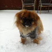 Pekingeser Django