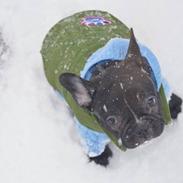 Fransk bulldog Winston