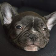 Fransk bulldog Winston