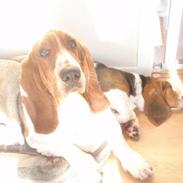 Basset hound Walter