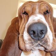 Basset hound Walter