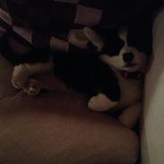 Welsh corgi cardigan Luna