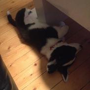 Welsh corgi cardigan Luna