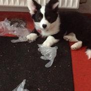 Welsh corgi cardigan Luna