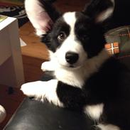 Welsh corgi cardigan Luna