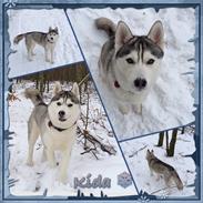 Siberian husky Kida