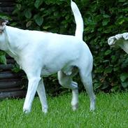 Blanding af racer Rollo - R.I.P