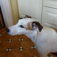 Blanding af racer Rollo - R.I.P