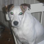 Blanding af racer Rollo - R.I.P