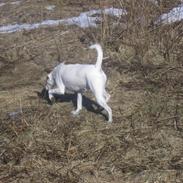 Blanding af racer Rollo - R.I.P