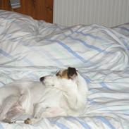 Blanding af racer Rollo - R.I.P