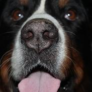 Berner sennenhund Nova