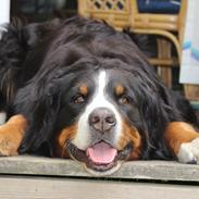 Berner sennenhund Nova