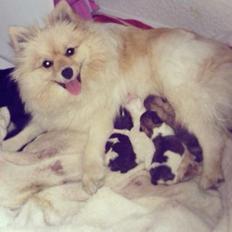 Blanding af racer Armani